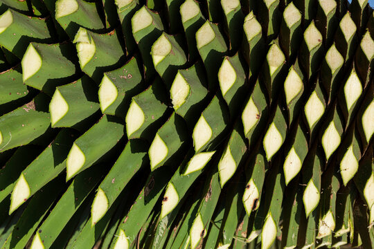 Texture Of An Agave Cut With A Machete