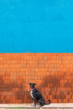 Black dog in front of some bricks and a blue wall