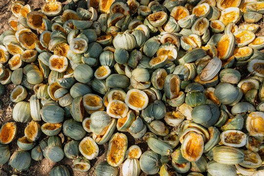 pumpkins piled on the floor
