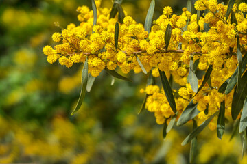 Yellow flowers of a flowering Cootamundra wattle Acacia baileyana tree closeup on a blurred background