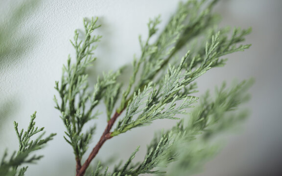 Close-Up Of Thuja