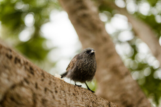 Bird eating on a tree brach 