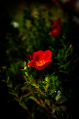 red flower in the garden