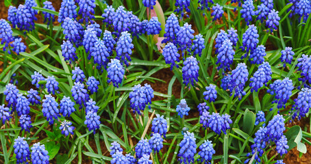 Obraz premium flowers in the field
