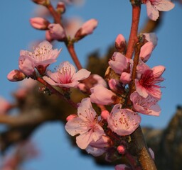 tree blossom against the blue sky