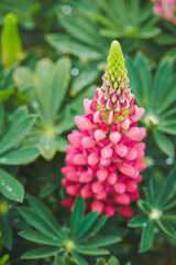 flowers in the garden