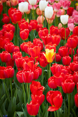 Various colored tulips in the garden