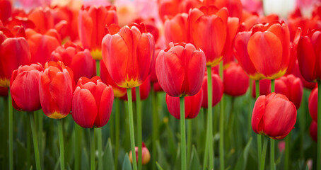 red tulips in the garden