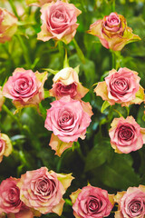 pink and yellow roses