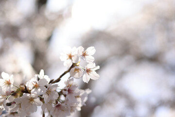 満開の桜