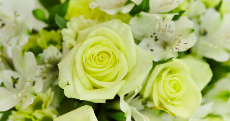 Obraz na płótnie Canvas white roses on green
