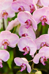 pink orchid flower
