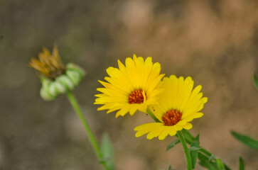 Yellow chamomile flowers blossom in summer
