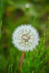 dandelion on green background
