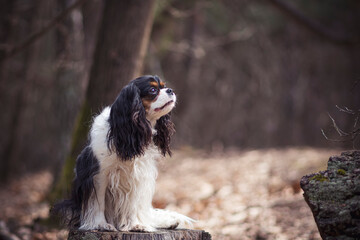 Young Cavalier dog posing in the woods. Cute small doggy sitting on a dried tree log in an autumnal woodland. Selective focus on the details, blurred background.