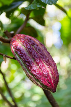 Colorful Cocoa Pod pods in Costa Ric Rainforest 