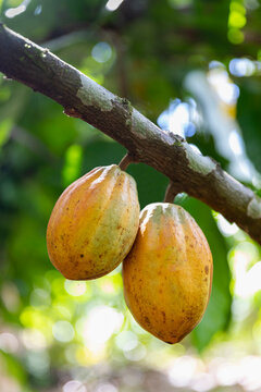 Colorful Cocoa Pod pods in Costa Ric Rainforest 