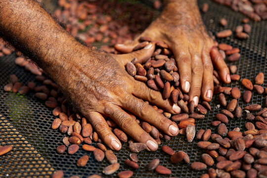 Hands in  cacao Seeds for making chocolate cocoa 