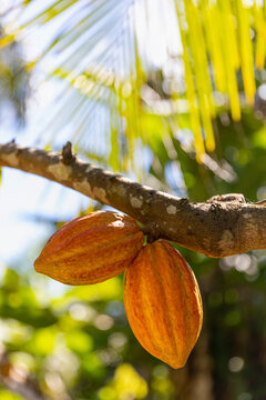 Colorful Cocoa Pod pods in Costa Ric Rainforest 