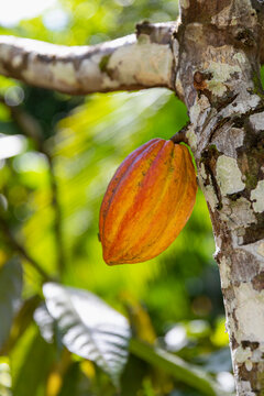 Colorful Cocoa Pod pods in Costa Ric Rainforest 
