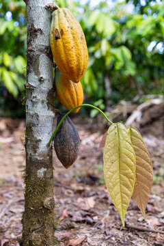 Colorful Cocoa Pod pods in Costa Ric Rainforest 