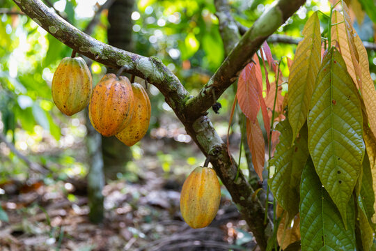 Colorful Cocoa Pod pods in Costa Ric Rainforest 