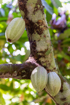 Colorful Cocoa Pod pods in Costa Ric Rainforest 