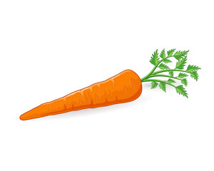 Carrot vegetable vector illustration with green leaves