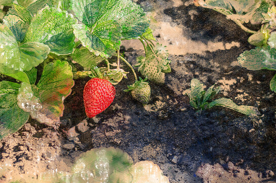 Organic strawberry harvest. Ripe berries on the bed. Farming.