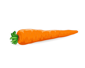 Fresh Carrot vegetable vector illustration