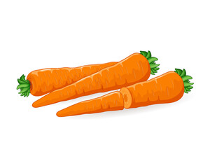 Vector illustration of Carrots vegetable isolated on white background