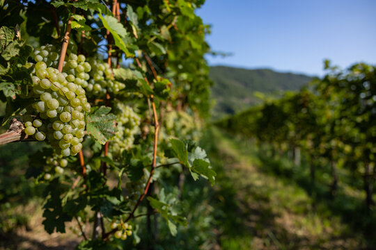 White grape hanging from a vineyard