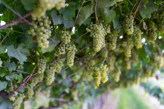 White grape hanging from a vineyard