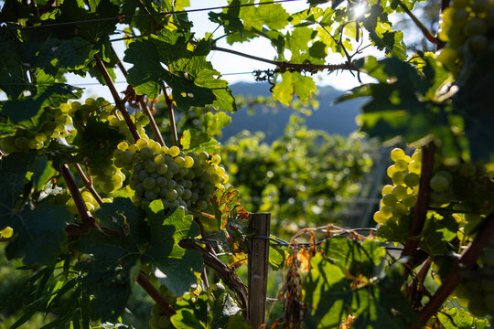 White grape hanging from a vineyard