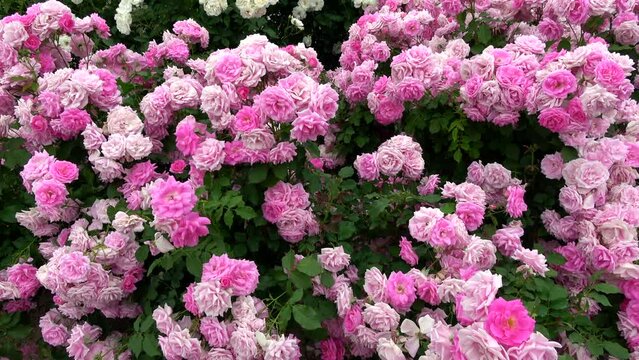 Beautiful pink roses in full bloom swaying in wind. 4K