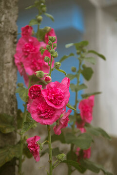 Pink Palate 
