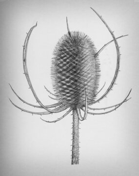 A pencil drawing of a dried teasel head.