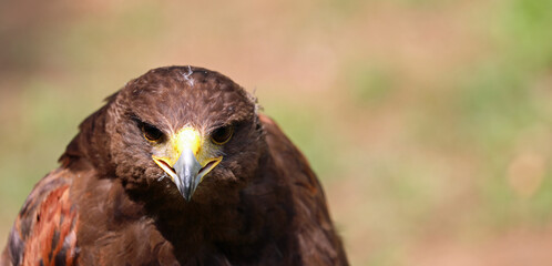 close up of the bird of prey called Harris hawk with yellow beak and eyes fixed on the lens