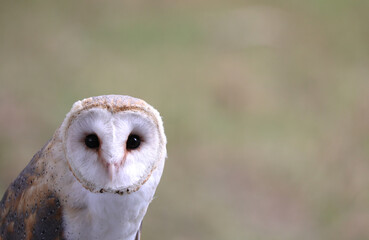 barn owl with two big eyes as you stare at the lens and the blurred background