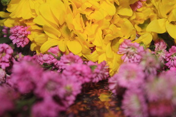 yellow chrysanthemum flower background, yellow chrysanthemum flower bouquet