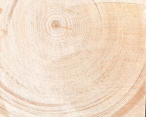 Top view of annual rings on stump of old tree. Wooden background texture