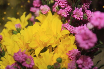 Obraz premium yellow chrysanthemum flower background, yellow chrysanthemum flower bouquet