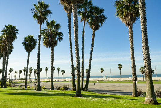 Trees on Venice Beach, California, USA