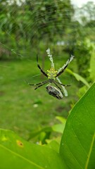 spider on a web