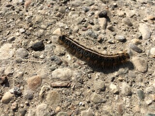 caterpillar on the ground