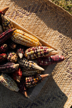 corns of different colors inside a wooden container in a diagonal way