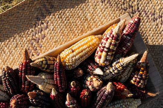 Diagonal perspective of corns of different colors over a mat 