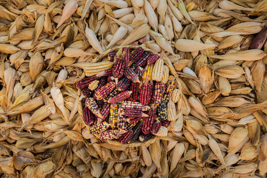 Basket full of colored corns in the middle of corn husks