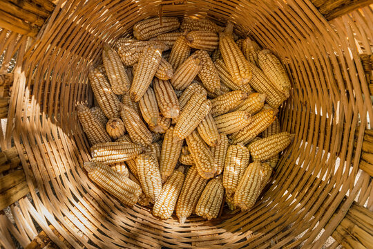White corns inside a basket