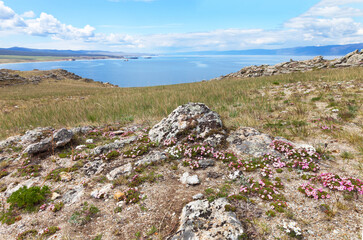 Fototapeta na wymiar Baikal Lake in May On the shores of Olkhon Island, small flowers of pink and white saxifrage bloom. Beautiful spring landscape. Natural background. Spring travel and hike